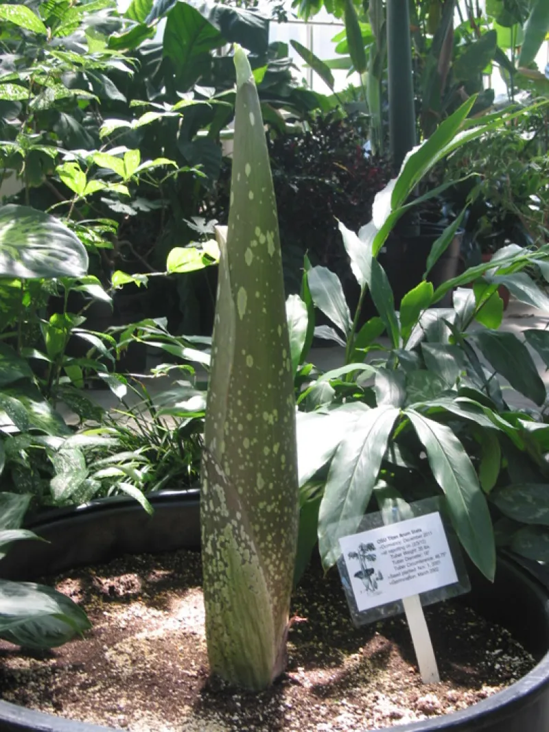 OSU Titan Arum "Jesse" May 10, 2012