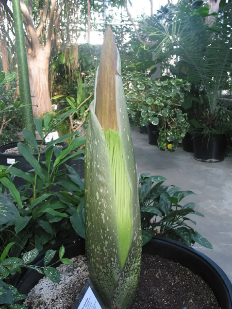 OSU Titan Arum "Jesse" May 15, 2012