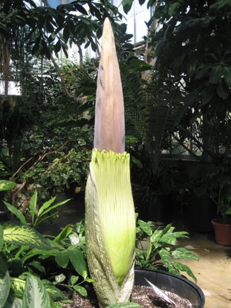 OSU Titan Arum "Jesse" May 19, 2012