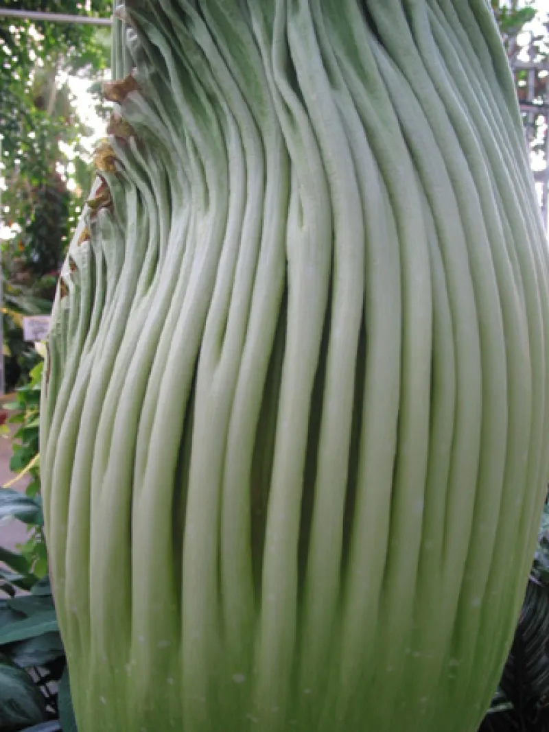 OSU Titan Arum "Jesse" May, 25, 2012