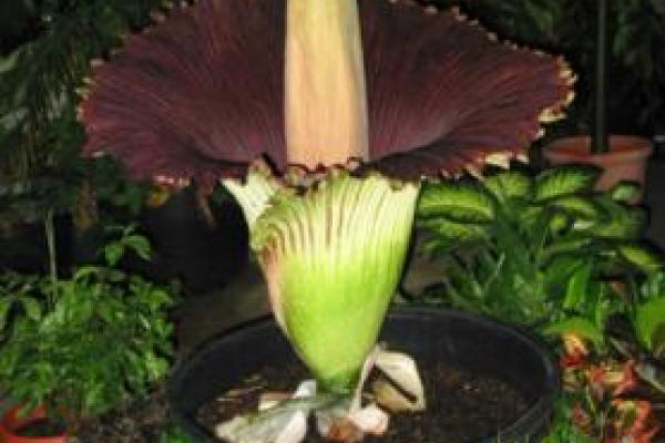 Titan Arum Woody open