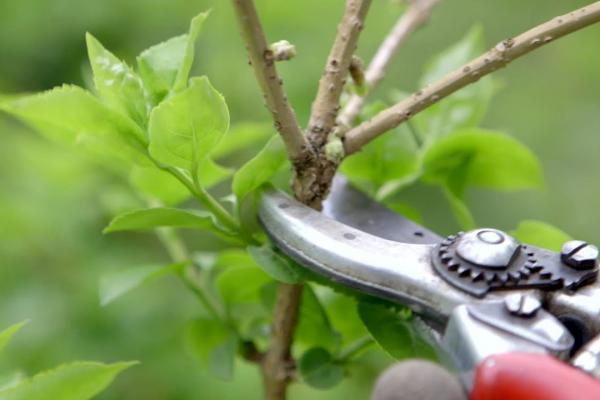 Photo of pruning