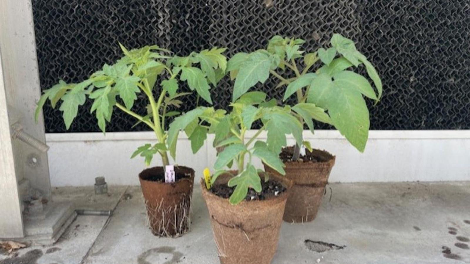 3 pots of tomato plants