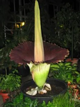 Titan Arum Bloom